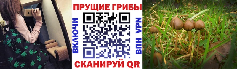 Псилоцибиновые грибы GOLDEN TEACHER  Нерчинск 